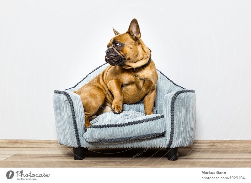 Bulldogge auf kleinem Sofa Tier Haustier Hund Erholung Farbfoto Studioaufnahme