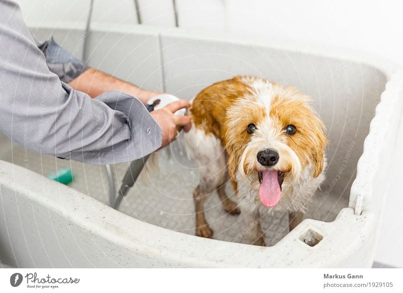 einen süßen Hund badend schön Badewanne Mann Erwachsene Hand Tier Haustier klein nass niedlich Sauberkeit weich braun weiß Baden Pflege Futter Dusche