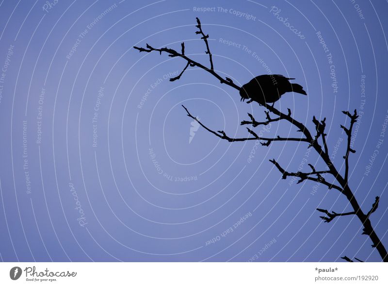 Ganz hoch oben! Freiheit Natur Luft Himmel Herbst Baum Tier Wildtier Vogel 1 beobachten entdecken dunkel einfach blau schwarz Kraft friedlich träumen Fernweh