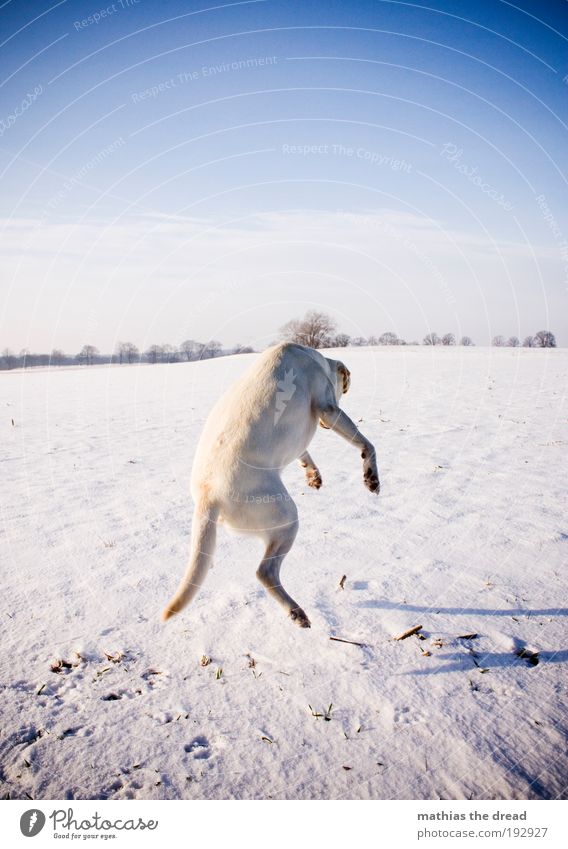 FLYING DOG Umwelt Natur Landschaft Himmel Horizont Winter Schönes Wetter Schnee Wiese Feld Tier Haustier Hund 1 Bewegung lachen Spielen springen einzigartig