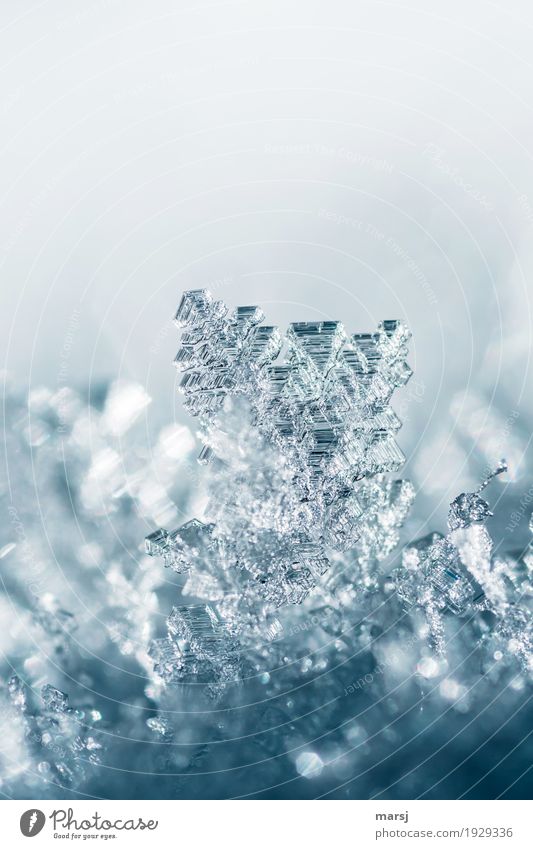 Nur in einem | prima Klima | wachsen diese Kristalle Leben harmonisch ruhig Winter Schnee Natur Eis Frost glänzend leuchten außergewöhnlich dünn authentisch