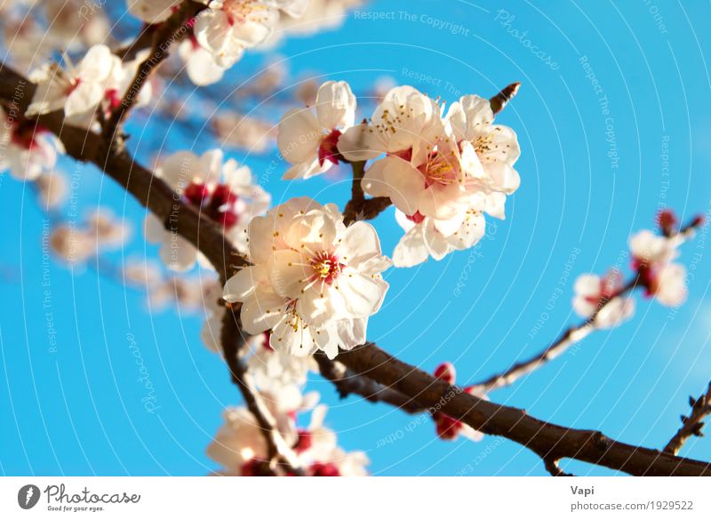 Weiße Aprikosenblüten Sommer Sonne Garten Umwelt Natur Landschaft Pflanze Himmel Wolkenloser Himmel Frühling Schönes Wetter Baum Blume Blatt Blüte Park frisch