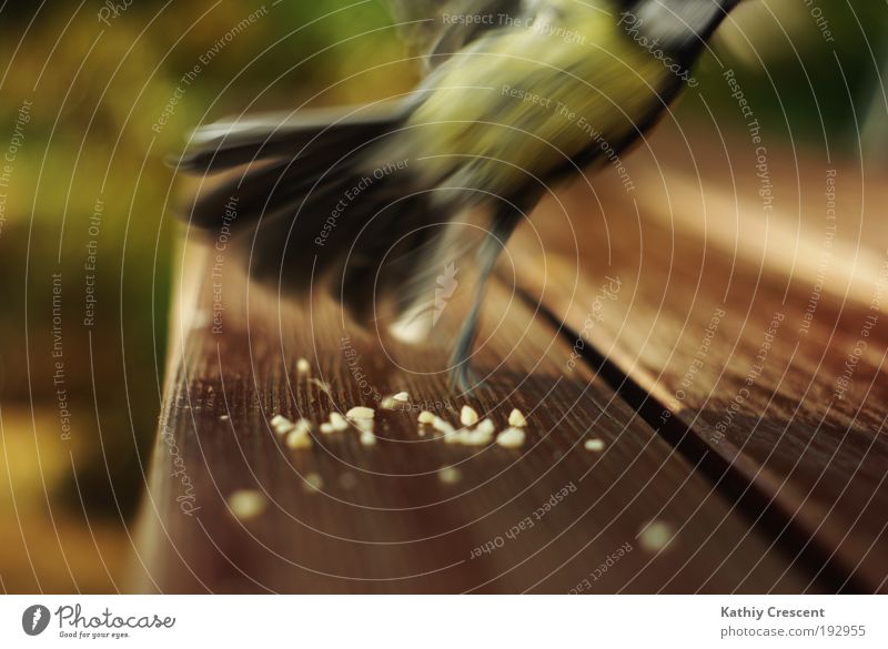Ein beinahe perfektes Meisenportrait... Tier Wildtier Vogel Flügel 1 Bewegung fliegen füttern Jagd elegant frech frei Geschwindigkeit wild braun gelb grün