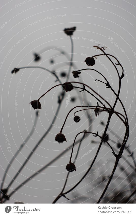 Graziles Verbiegen. Natur Pflanze Herbst Blume Gras Blüte Grünpflanze Wildpflanze hängen ästhetisch dunkel einfach elegant trocken grau schwarz ruhig