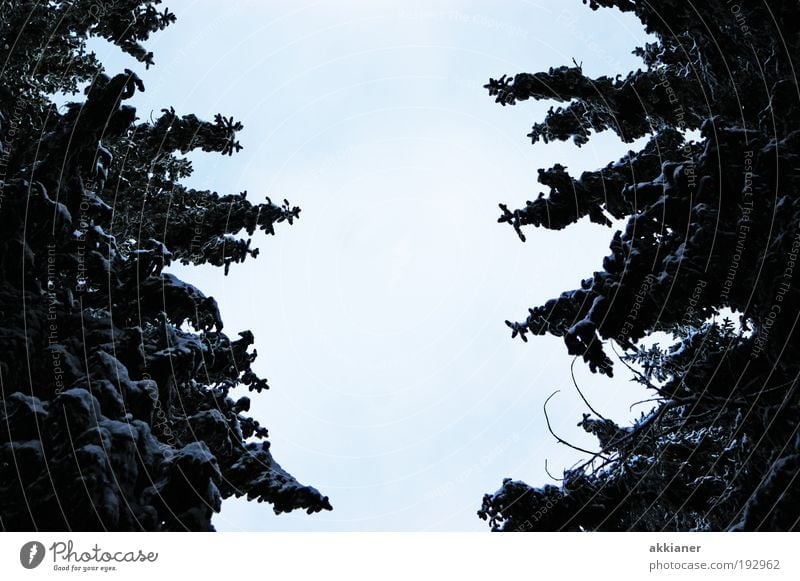 Mut zur Lücke Umwelt Natur Landschaft Pflanze Luft Winter Klima Klimawandel Wetter Schönes Wetter Eis Frost Schnee Baum Wald Coolness dunkel gigantisch groß