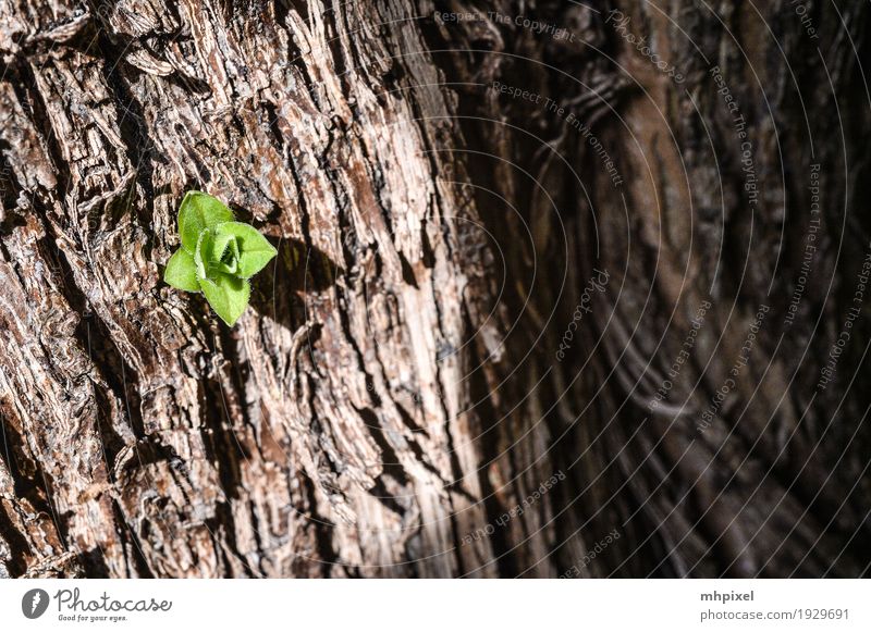 Frischling Natur Frühling Pflanze Baum Blatt Grünpflanze Holz Wachstum Kraft Farbfoto Außenaufnahme Nahaufnahme Detailaufnahme Strukturen & Formen Tag Kontrast