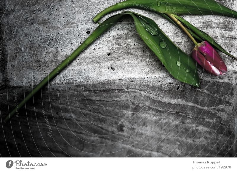 traurige Tulpe Pflanze Blume Grünpflanze Mauer Ecke Stein Beton liegen Traurigkeit eckig einfach nass grau grün violett rosa Gefühle Stimmung Sorge Trauer