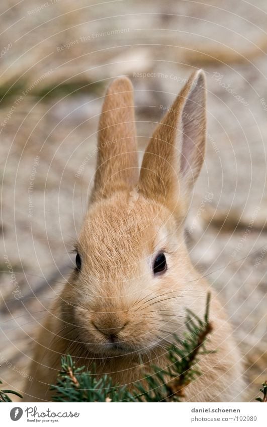 Osterhasi Tier Haustier Tiergesicht 1 Tierjunges kuschlig weich Ostern Osterhase Ohr Tierporträt Blick in die Kamera Hase & Kaninchen