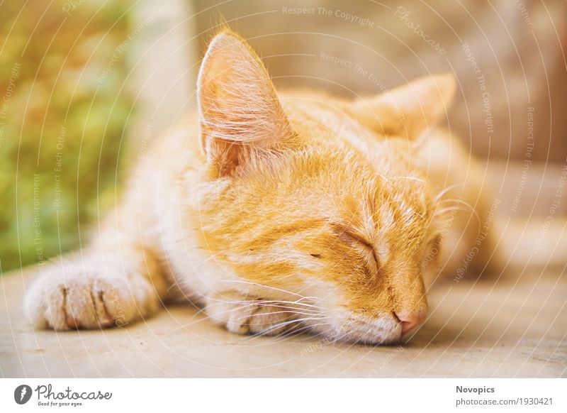 Ghana - Accra - Somewhere Nice - sleeping cat Natur Tier Haustier Katze 1 schlafen niedlich Portrait 2016 Hauskatze Schmusetiger Tiiger suess Ohren Cat