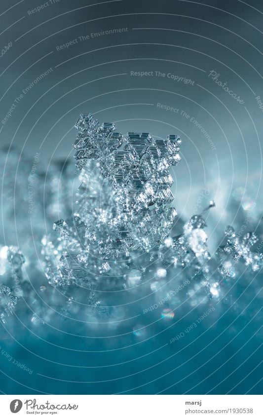 Kristallenes Wunderwerk Leben harmonisch ruhig Kunst Natur Urelemente Winter Eis Frost Schnee Eiskristall glänzend leuchten außergewöhnlich dunkel dünn
