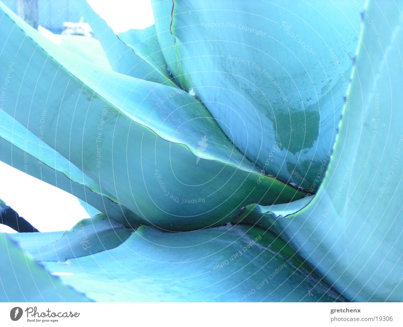 kakteen-blau Kaktus Natur