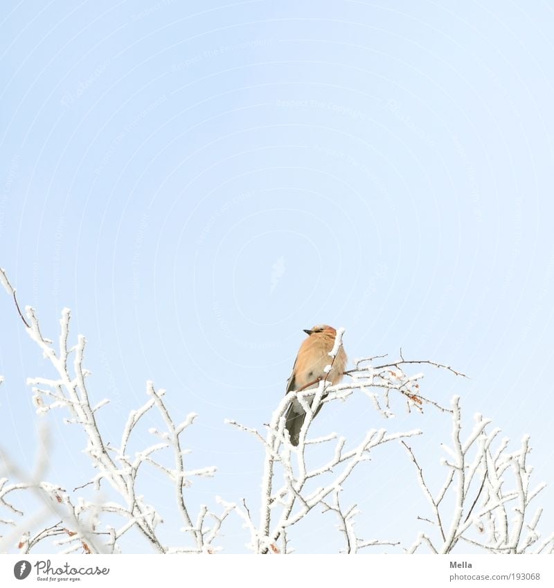 Ausguck Umwelt Natur Pflanze Tier Winter Klima Klimawandel Eis Frost Schnee Baum Ast Wildtier Vogel Eichelhäher 1 hocken Blick sitzen frei hell kalt natürlich