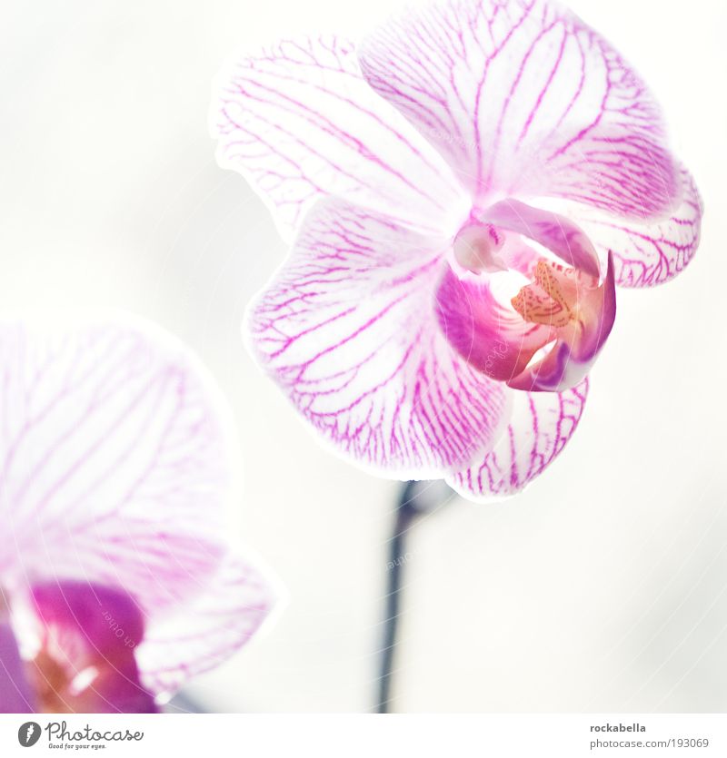 Orchidee schön Leben harmonisch Wohlgefühl Zufriedenheit Sinnesorgane Erholung ruhig Duft Kur Spa ästhetisch elegant einzigartig kalt rein Stil Innenaufnahme