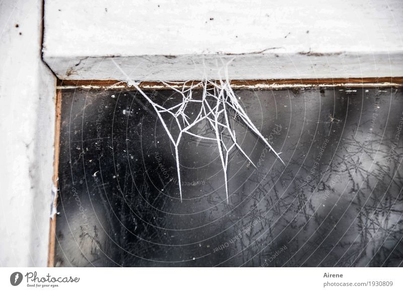 Kampf dem Putzwahn! Häusliches Leben Renovieren Keller Dachboden Fensterrahmen Winter Eis Frost Holz Glas Netz Netzwerk Spinngewebe Spinnennetz frieren alt