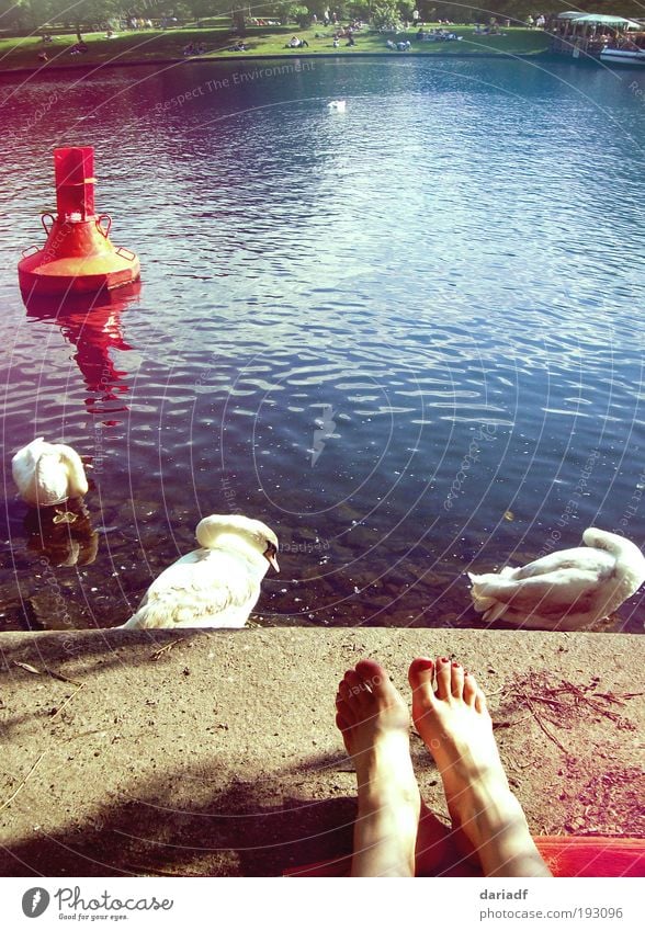 sunny feet Lifestyle Erholung Schwimmen & Baden Städtereise Sommer Sonne Sonnenbad Fuß Park Fluss Berlin Hauptstadt Schwan Wasser genießen liegen Wärme