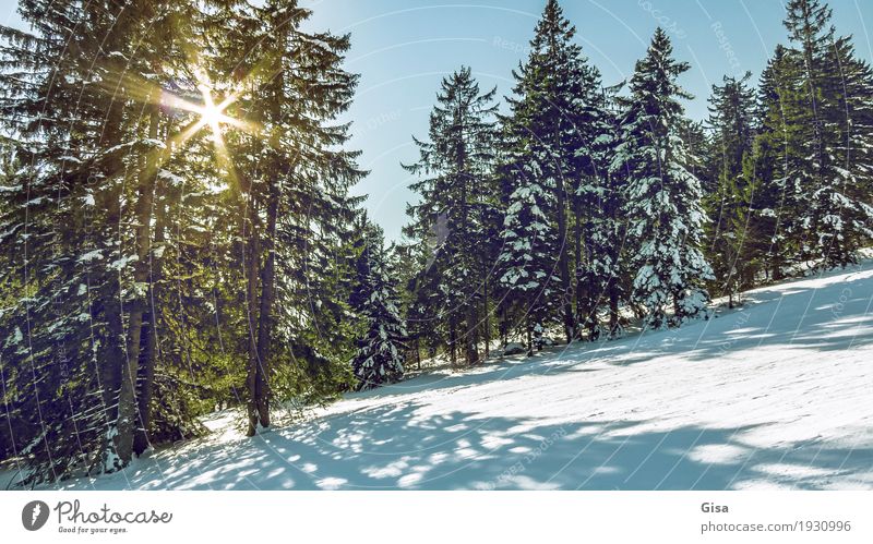 Sonnenstrahlen fallen durch das Geäst der Fichten. Lifestyle Skifahren Snowboarding Schneewandern Tourismus Ausflug Abenteuer Freiheit Winter Natur Landschaft