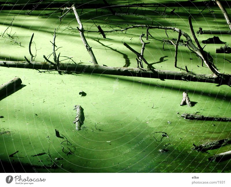 versunken grün Geäst Baum Algen Teich Wasser entengrüze Ast suhle