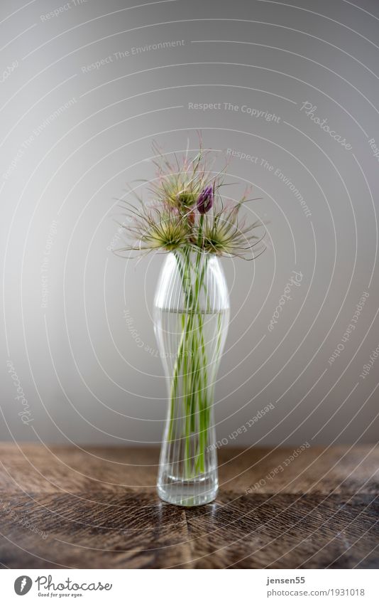 Schnittlauch Design Vase Pflanze Blume Blüte Blühend grün Farbfoto Studioaufnahme Nahaufnahme Menschenleer Textfreiraum oben