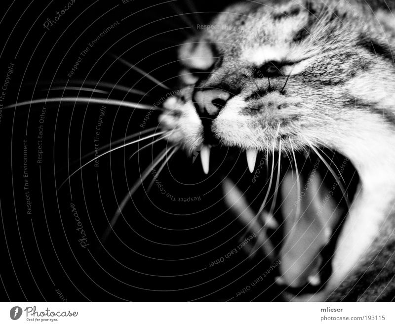 Grisu the cat Tier Haustier Katze 1 atmen kämpfen schreien Aggression niedlich stark Wut schwarz weiß Kraft Ärger Feindseligkeit Nase Zunge Gebiss Auge Zwinkern