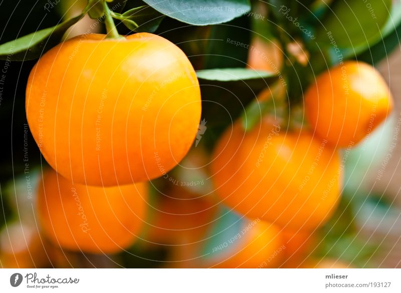 Mandarinen Frucht lecker viele gelb grün Stengel Farbfoto Außenaufnahme Nahaufnahme Detailaufnahme Menschenleer Tag Unschärfe Schwache Tiefenschärfe