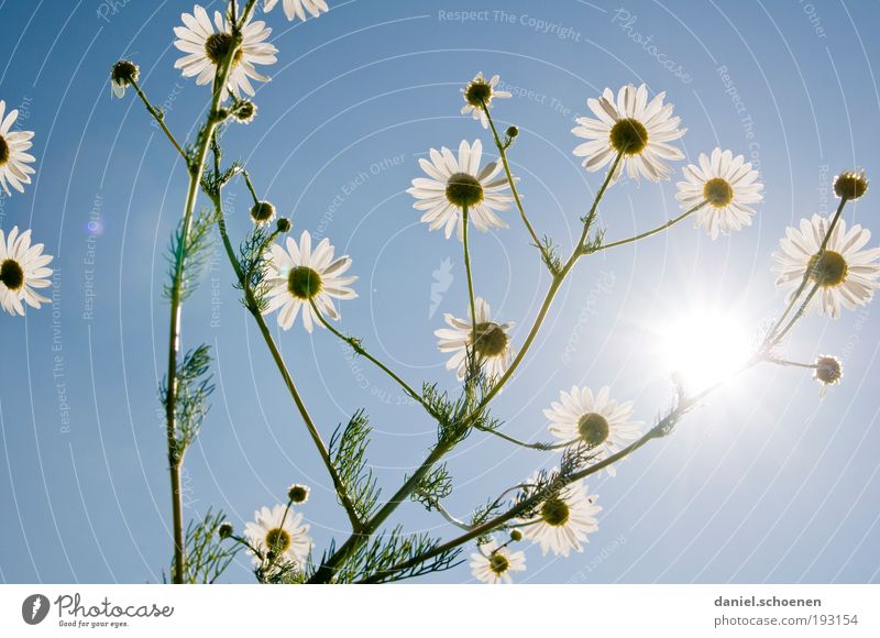 Amrum_4 Pflanze Himmel Wolkenloser Himmel Wetter Schönes Wetter Blatt Blüte blau weiß Tag Sonnenlicht Sonnenstrahlen Gegenlicht