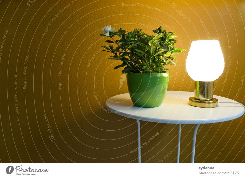 Lichttherapie Stil Design ruhig Dekoration & Verzierung Lampe Tisch Tapete Pflanze Topfpflanze Idee Leuchtkraft Farbfoto Innenaufnahme Menschenleer