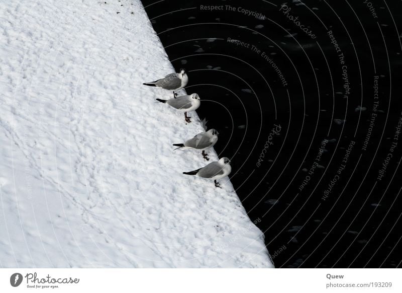In Reih und Glied Winter Schnee Flussufer Tier Vogel Möwe 4 Tiergruppe Wasser sitzen kalt schwarz weiß in einer Reihe Farbfoto Außenaufnahme Menschenleer Tag