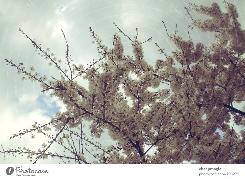 Apfelbaum Natur Pflanze Luft Himmel Wolken Frühling Baum Blatt Park Freude träumen Farbfoto Außenaufnahme Menschenleer Tag