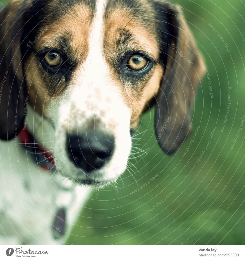 Skeptisch Tier Haustier Hund 1 Tierliebe Treue Beagle laufhund Halsband Hundehalsband Hundekopf Hundeblick Hundeschnauze Hundemarke Hundeauge Farbfoto