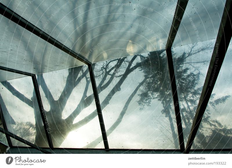 Überdachter Fahrradstand Baum Baumstamm Ast Zweig Dach Glas Glasdach Acryl wettergeschützt Wetter Schutz Schirm Regenschirm Sonnenschirm