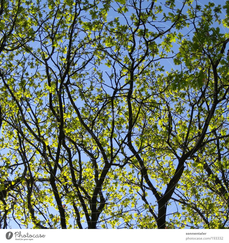 ästhetisch Natur Pflanze Himmel Sonne Sonnenlicht Frühling Sommer Schönes Wetter Baum Blatt Park Wald träumen Wachstum Freundlichkeit blau grün Leben Ausdauer