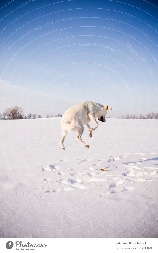 Häschen Hüpf Umwelt Natur Landschaft Wolkenloser Himmel Horizont Sonnenlicht Winter Schönes Wetter Eis Frost Schnee Baum Wiese Feld Tier Haustier Hund 1 frieren