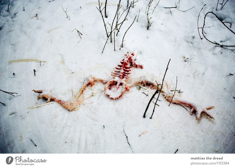 ES GIBT WIEDER WÖLFE IN BRANDENBURG Umwelt Natur Landschaft Winter schlechtes Wetter Eis Frost Schnee Gras Sträucher Wiese Wildtier Totes Tier Vogel Schwan