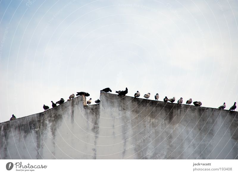 gehemmte Vögelei Himmel Kenia Afrika Wand Vogel Tiergruppe sitzen warten Zusammensein trist grau Stimmung Gelassenheit Pause Zusammenhalt Wasserfleck feucht