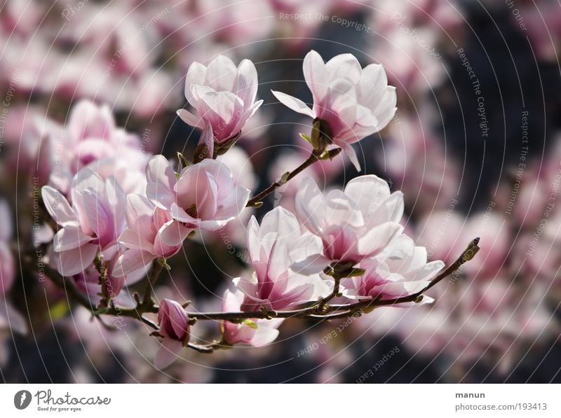 Magnolienblüte Duft Gartenarbeit Gärtnerei Natur Frühling Blüte Magnoliengewächse Magnolienbaum Freundlichkeit Fröhlichkeit frisch hell rosa Frühlingsgefühle