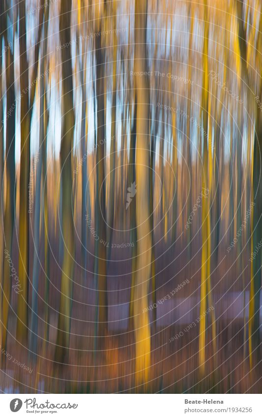 Herbstleuchten Natur Pflanze Urelemente Himmel Sonne Baum Nutzpflanze Wald Holz atmen hell blau braun gelb Stimmung Kraft ästhetisch Farbe Beleuchtung malerisch