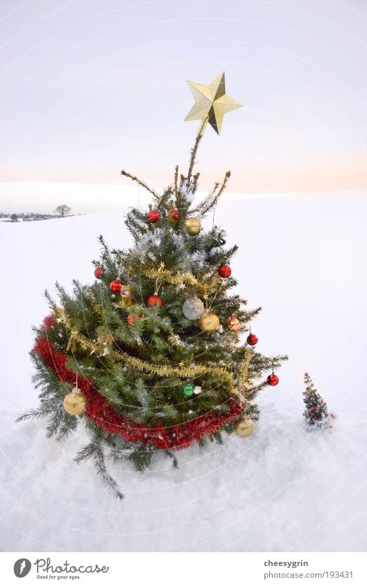 Großer Weihnachtsbaum und kleiner Weihnachtsbaum Freude Winter Schnee Winterurlaub Dekoration & Verzierung Freundschaft Himmel Stern Baum groß weiß Feld Lehnen