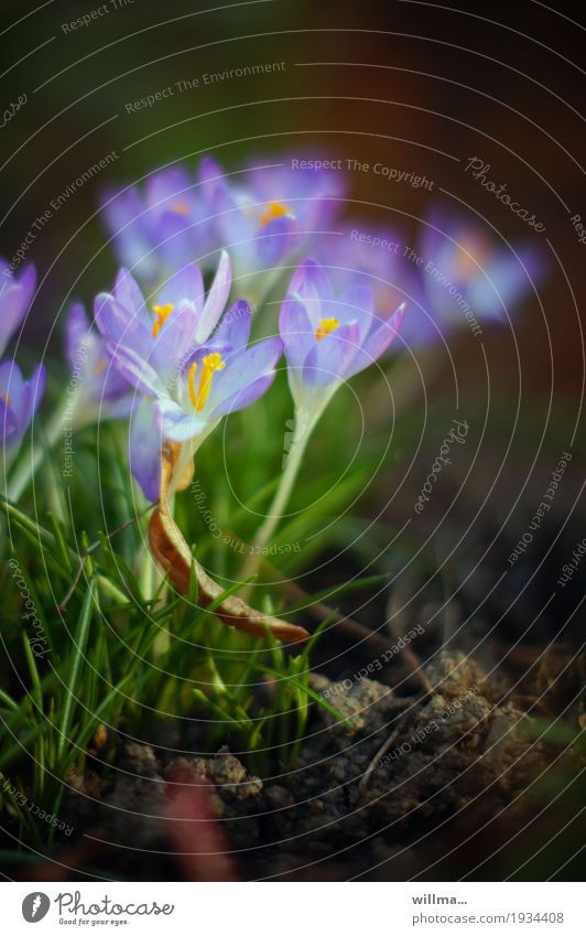Krokusse im Frühling Frühblüher Frühlingsblume violett zart Natur Pflanze