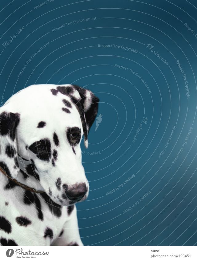 Punkt, Punkt, Komma, Strich Tier Haustier Hund 1 niedlich blau schwarz weiß Tierliebe Treue Dalmatiner gepunktet Zuneigung Begleiter Tierzucht Züchter Rassehund