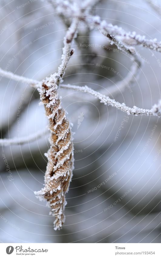 witterungsbedingt Natur Winter Eis Frost Blatt dehydrieren kalt zusammengerollt Zweige u. Äste Buchenhecke Buchenblatt hängend Gedeckte Farben Außenaufnahme