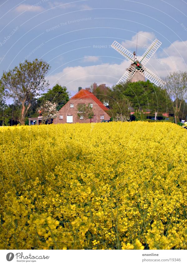 Gelbschwelgen Carolinensiel Raps Windmühle Bauernhof Küste gelb Landschaft