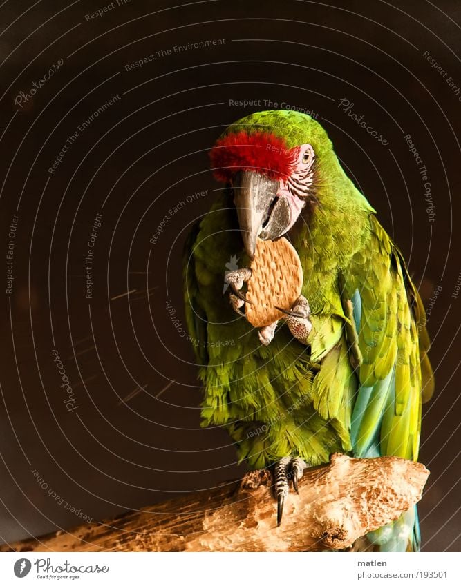 Krümelmonster Ernährung Vogel 1 Tier Holz exotisch grün rot verschwenden Keks Farbfoto Nahaufnahme Menschenleer Textfreiraum links Hintergrund neutral
