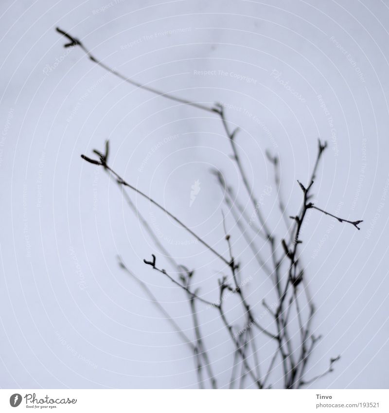 Birkenzweige Natur Winter Baum kalt kahl laublos Zweige trist filigran Gedeckte Farben Außenaufnahme Strukturen & Formen Menschenleer Textfreiraum links