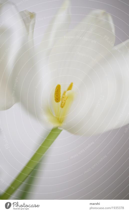 Vorfreude auf den Frühling Natur Pflanze Tulpe Garten Stimmung weiß Blume Blumenstrauß schön hell Farbfoto Nahaufnahme Detailaufnahme Makroaufnahme Menschenleer