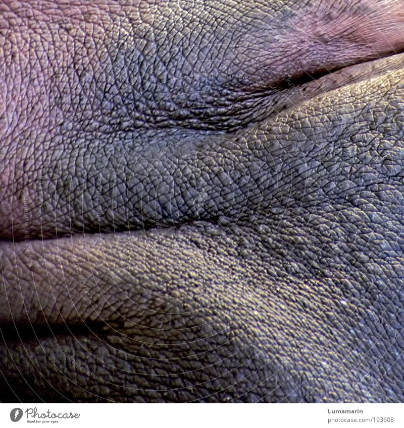 Bollwerk Tier Wildtier dick grau rosa Flußpferd Tierhaut Falte Strukturen & Formen Speckfalte Hautstruktur Farbfoto Detailaufnahme Bildausschnitt Tag