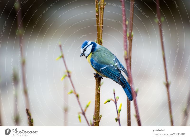 Blaumeise Tier Wildtier Vogel wild Natur fliegen Holz beobachten festhalten hören schön dünn blau braun gelb weiß Freiheit stehen Wald Frühling Greifer Farbfoto