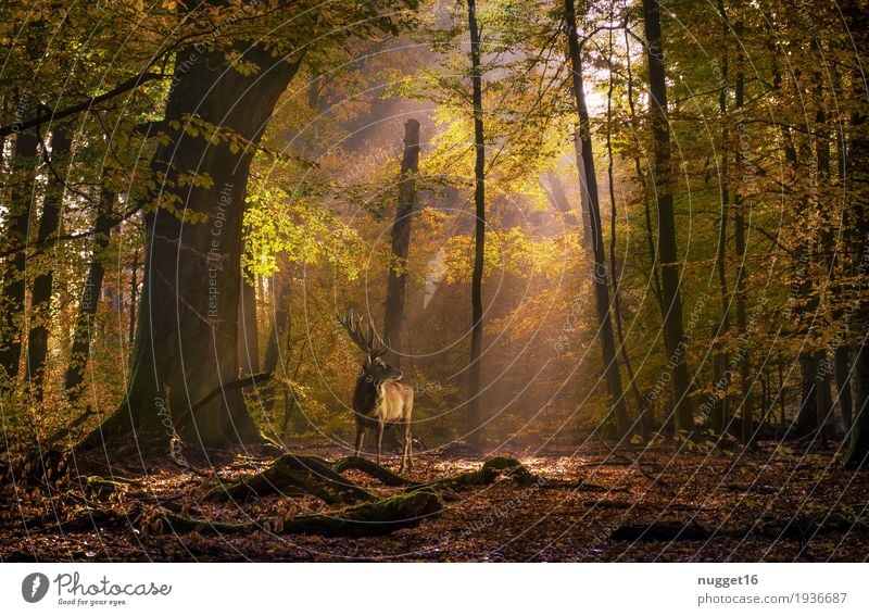 Hirsch auf der Lichtung Umwelt Natur Landschaft Pflanze Tier Sonnenaufgang Sonnenuntergang Sonnenlicht Sommer Herbst Schönes Wetter Baum Sträucher Park Wald