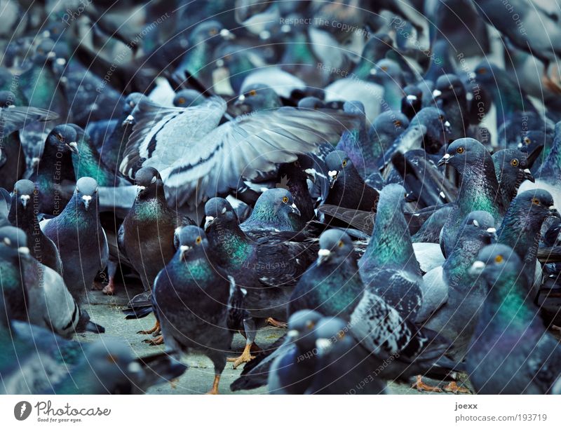 Vogelperspektive Tiergruppe Fressen füttern Aggression Zusammensein blau bizarr Taube Stadttauben Ratten der Lüfte chaotisch eng Getümmel durcheinander Flügel
