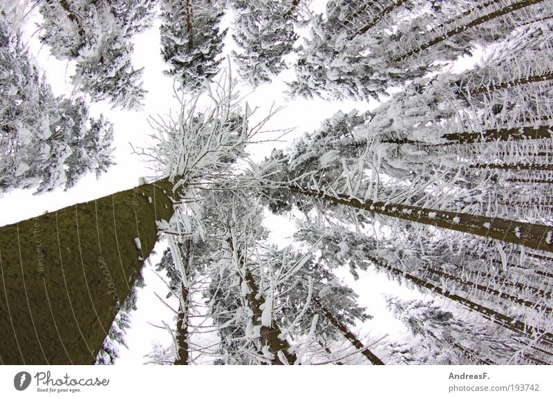 letzter Gruß vom Winter Schnee Winterurlaub Umwelt Natur Landschaft Pflanze Himmel Eis Frost Baum Wald kalt grau weiß Winterwald winterbild Januar Erzgebirge