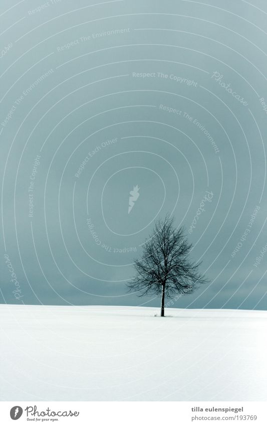 einsamer Geselle Umwelt Natur Landschaft Winter Schnee Baum Feld dunkel einfach kalt natürlich blau weiß ruhig Einsamkeit einzigartig Horizont stagnierend